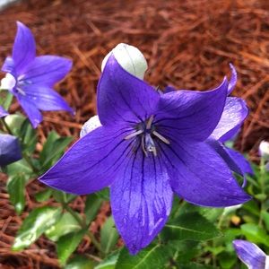 Meet your Posher, Debra